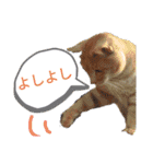 めんこいねこ（個別スタンプ：11）