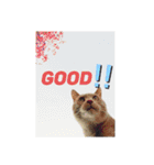 めんこいねこ（個別スタンプ：12）