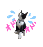 めんこいねこ（個別スタンプ：13）