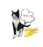 めんこいねこ（個別スタンプ：15）
