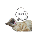 めんこいねこ（個別スタンプ：16）