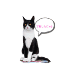 めんこいねこ（個別スタンプ：18）