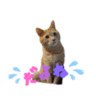 めんこいねこ（個別スタンプ：19）