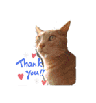 めんこいねこ（個別スタンプ：24）