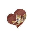 柴犬の気持（個別スタンプ：1）