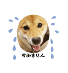 柴犬の気持（個別スタンプ：2）