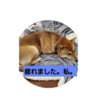 柴犬の気持（個別スタンプ：4）