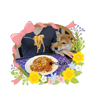 柴犬の気持（個別スタンプ：5）