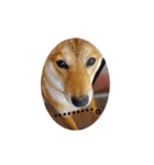 柴犬の気持（個別スタンプ：6）