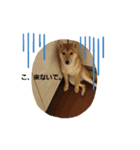 柴犬の気持（個別スタンプ：7）