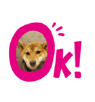 柴犬の気持（個別スタンプ：8）