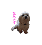 はるちょと一緒♡（個別スタンプ：20）