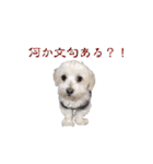 はるちょと一緒♡（個別スタンプ：30）