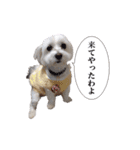 はるちょと一緒♡（個別スタンプ：39）