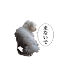 はるちょと一緒♡（個別スタンプ：40）