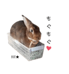 実写うさぎのぶりちゃん（個別スタンプ：10）