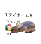 実写うさぎのぶりちゃん（個別スタンプ：20）