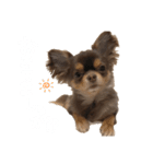 うにちゃんすたんぷ！（個別スタンプ：1）