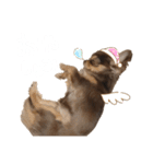 うにちゃんすたんぷ！（個別スタンプ：3）