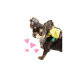 うにちゃんすたんぷ！（個別スタンプ：6）