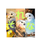 ダイヤとパール（2）（個別スタンプ：1）