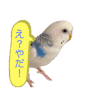 ダイヤとパール（2）（個別スタンプ：2）