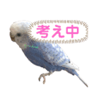 ダイヤとパール（2）（個別スタンプ：3）