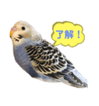 ダイヤとパール（2）（個別スタンプ：11）