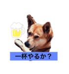 金太とポチ（個別スタンプ：4）