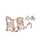 ボーダーコリーの文字入りゆるスタンプ（個別スタンプ：1）