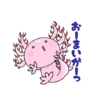 いやしのアホロートル（個別スタンプ：2）