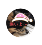 bibi12345（個別スタンプ：1）
