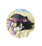 bibi12345（個別スタンプ：3）