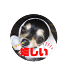 bibi12345（個別スタンプ：15）