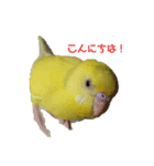 黄色いインコのスタンプ(セキセイインコ)（個別スタンプ：1）