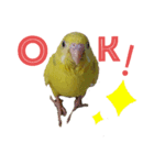 黄色いインコのスタンプ(セキセイインコ)（個別スタンプ：2）