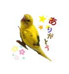 黄色いインコのスタンプ(セキセイインコ)（個別スタンプ：3）