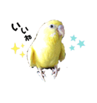 黄色いインコのスタンプ(セキセイインコ)（個別スタンプ：4）