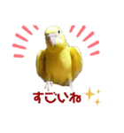 黄色いインコのスタンプ(セキセイインコ)（個別スタンプ：5）