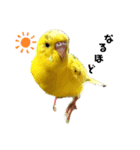 黄色いインコのスタンプ(セキセイインコ)（個別スタンプ：6）