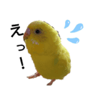 黄色いインコのスタンプ(セキセイインコ)（個別スタンプ：7）