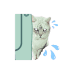 猫好き、スタンプ。1（個別スタンプ：1）