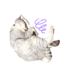 猫好き、スタンプ。1（個別スタンプ：2）