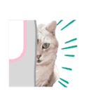 猫好き、スタンプ。1（個別スタンプ：4）