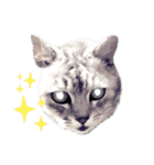 猫好き、スタンプ。1（個別スタンプ：6）