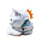 猫好き、スタンプ。1（個別スタンプ：12）