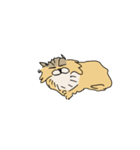 猫のHanaちゃん（個別スタンプ：16）