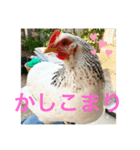 ピヨみと過ごす日び（個別スタンプ：4）