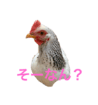 ピヨみと過ごす日び（個別スタンプ：5）