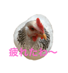ピヨみと過ごす日び（個別スタンプ：6）